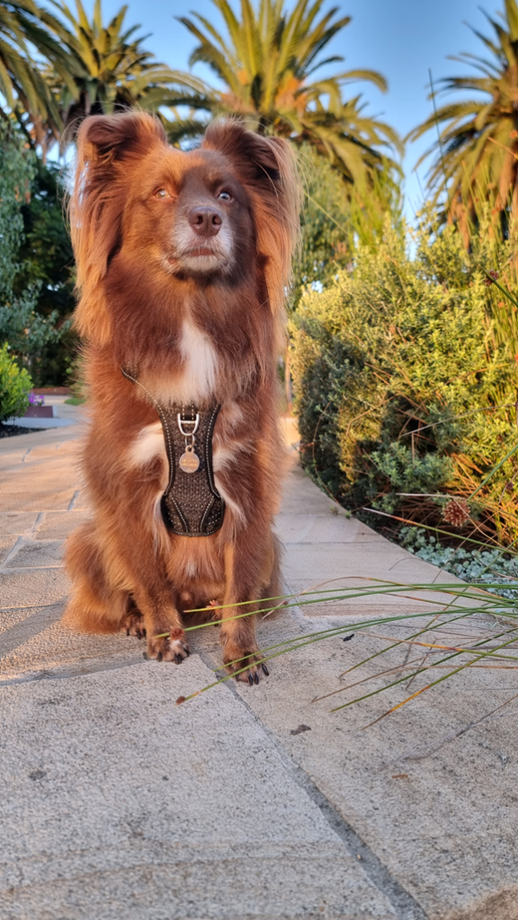 A brown and white Miniature American Shepherd dog sits attentively on a stone paved path, with large Canary Island Date Palms rising in the background.