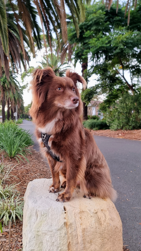 A brown Miniature American Shepherd dog sits alertly on top of a large, light-colored stone boulder next to a paved park pathway lined with palm trees.