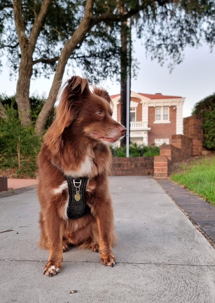 A brown and white Miniature American Shepherd dog sits on a concrete path in the foreground, with an old two-story brick heritage building visible in the background.