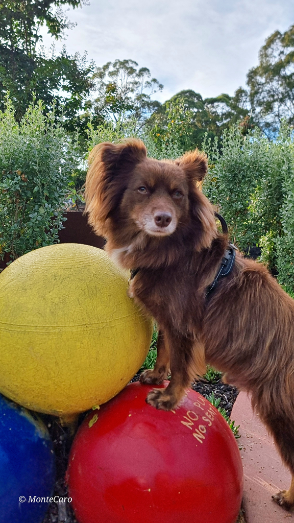 A brown Miniature American Shepherd dog places his front paws on a large red decorative sphere next to a large yellow sphere in a garden setting.