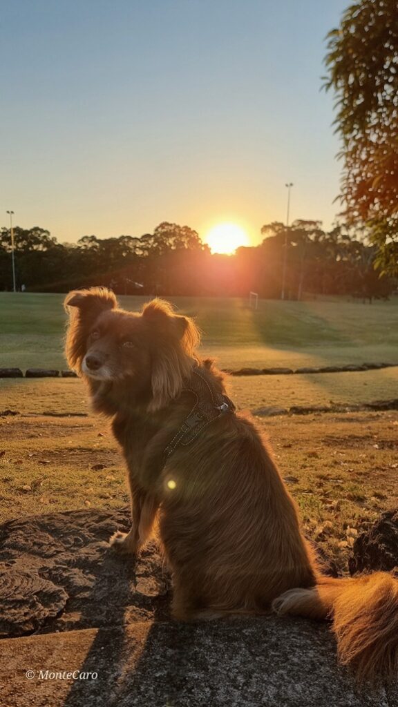 A brown Miniature American Shepherd dog sits on a stone ledge, looking back over his shoulder against a bright, low sunrise over an expansive green sports field.
