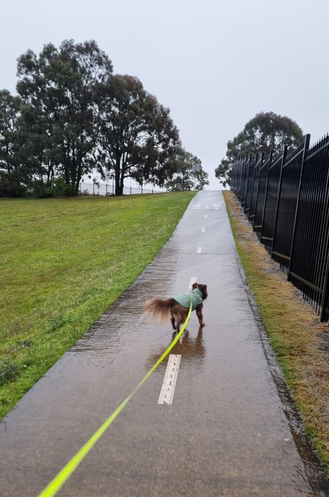 A perspective shot from behind Monte, a fluffy brown Mini American Shepherd, trotting ahead up a wet, glistening paved pathway on an overcast day. He is wearing a light sage green dog raincoat and is attached to a vibrant neon yellow leash that stretches into the foreground. To the right, a long black metal palisade fence runs alongside the path, and to the left is an open green lawn leading up a hill toward large, leafy green trees.