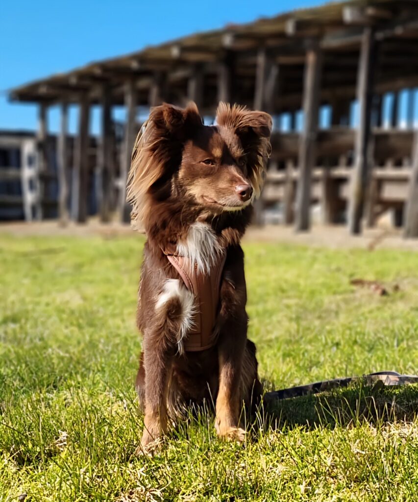 A proud, fluffy brown Mini American Shepherd dog named Monte sits elegantly on a vibrant green lawn on a sunny day. He is wearing a tan harness and looking off into the distance, his long, golden-brown fur around his ears catching the breeze. The background features a softly blurred historic timber structure with a clear blue sky above.