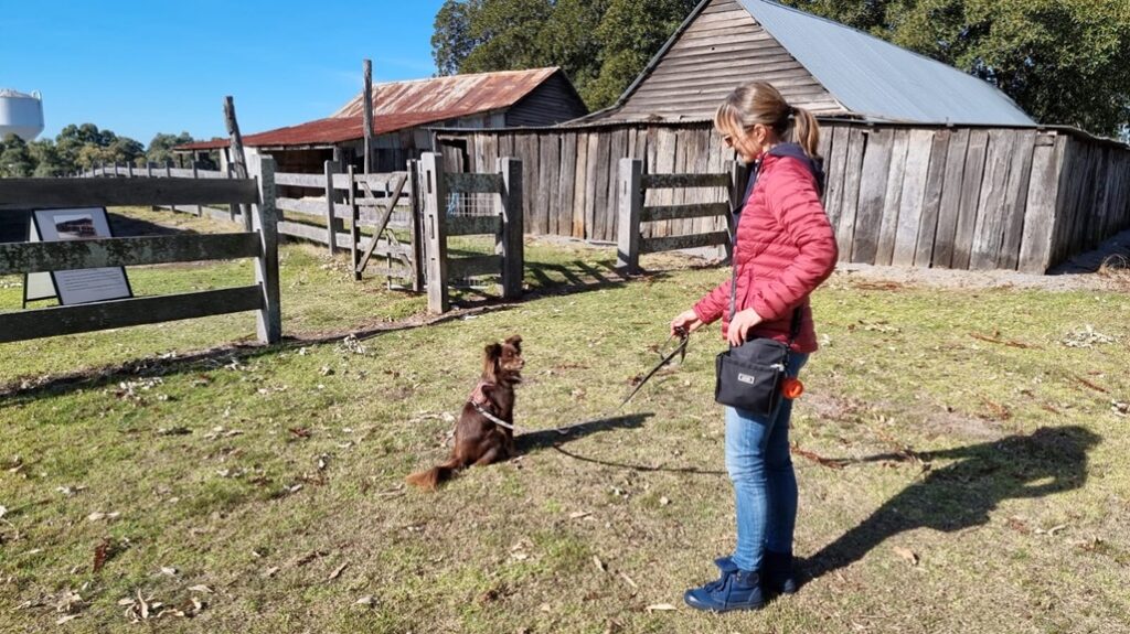 A sunny outdoor shot at Bella Vista Farm. Caroline, wearing a red puffer jacket, blue jeans, and blue boots, stands on the grass holding a leash. Her brown Mini American Shepherd dog, Monte, sits obediently on the lawn, looking up at her attentively. In the background are historic, weathered timber farm buildings, a rustic wooden post-and-rail fence, and a green tree line under a clear blue sky.