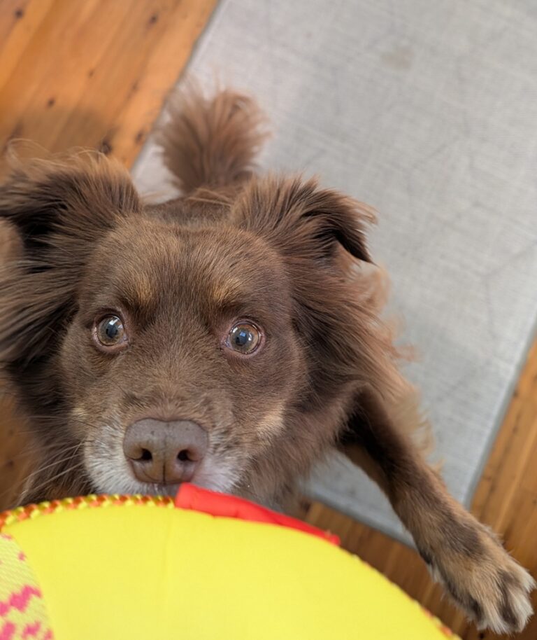 Overhead shot of a brown Miniature American Shepherd looking up expectantly while holding a bright yellow and red round water toy in his mouth on a kitchen floor.