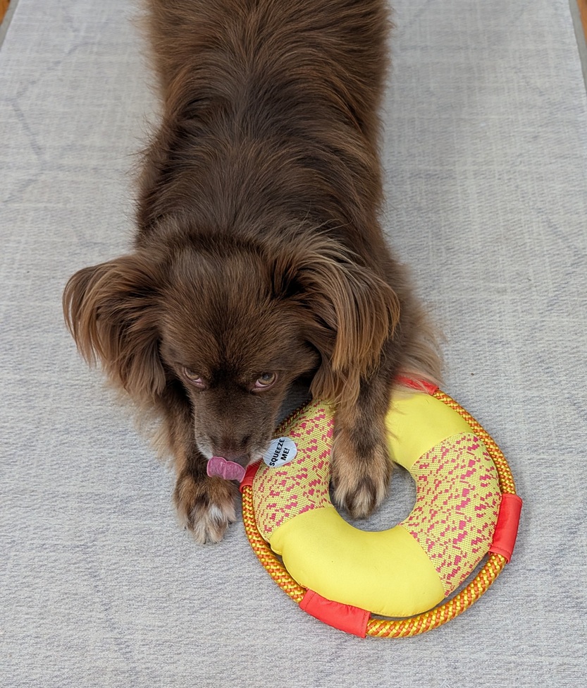 Overhead shot of a brown Miniature American Shepherd lying down on a light grey rug, licking his nose with his paws framing a yellow and red circular water toy.