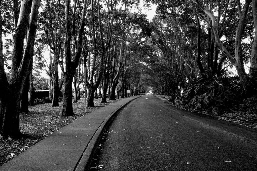 A black and white photograph of a long, paved road and concrete footpath lined on both sides by a dense avenue of mature Brush Box trees forming a canopy.