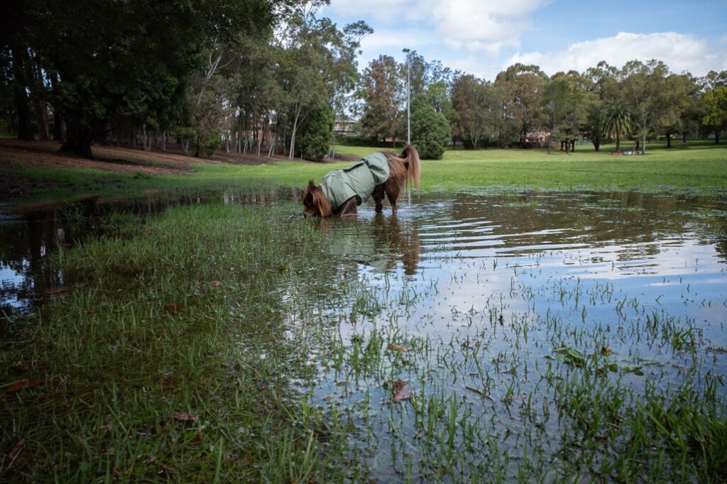 A brown Miniature American Shepherd dog wearing a sage green raincoat stands in a large rainwater puddle on a grassy field at Balcombe Heights Estate.