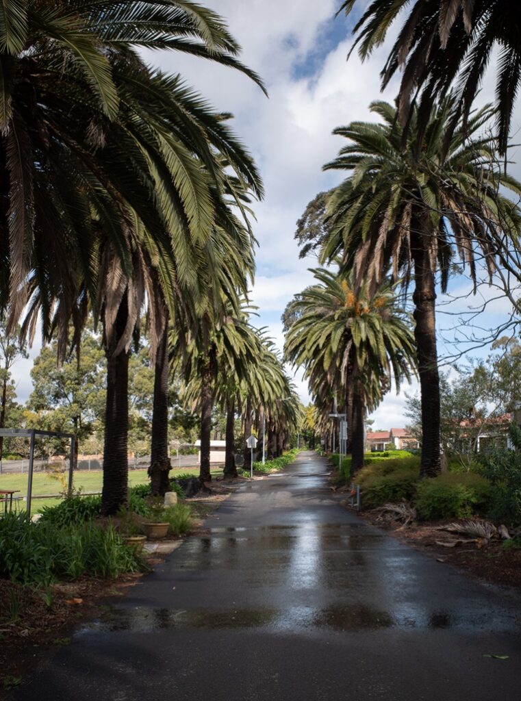 A wide asphalt pathway wet from rain reflects the sky, perfectly lined on both sides by tall Canary Island Date Palms at Balcombe Heights Estate.