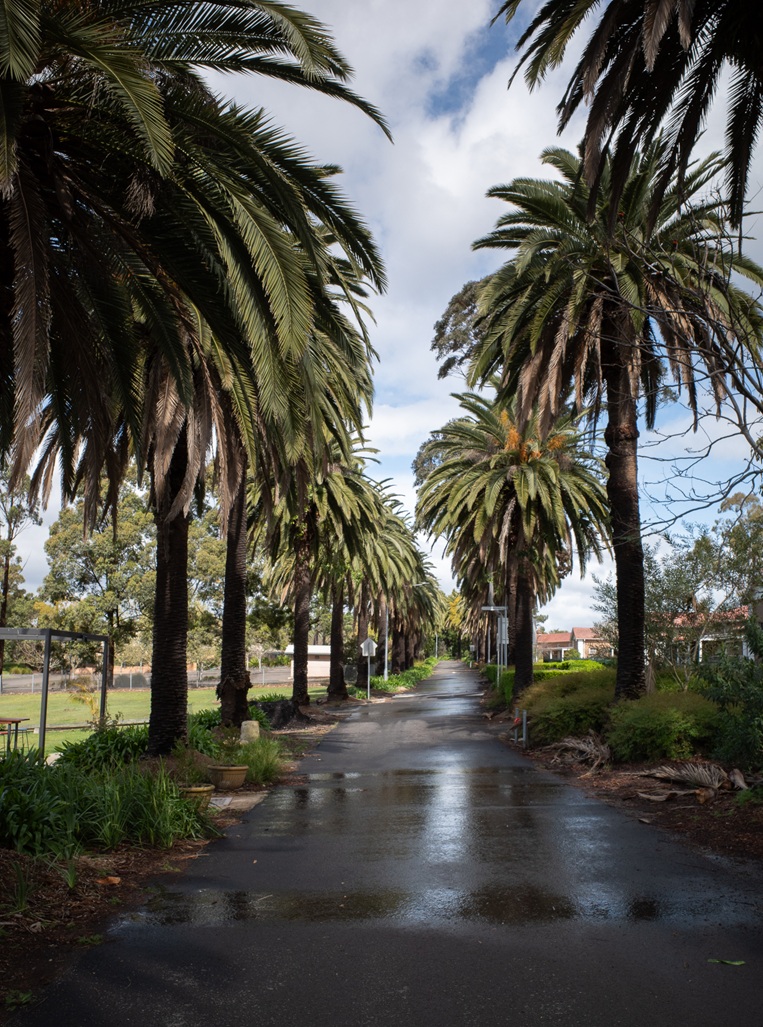 A wide asphalt pathway wet from rain reflects the sky, perfectly lined on both sides by tall Canary Island Date Palms at Balcombe Heights Estate.