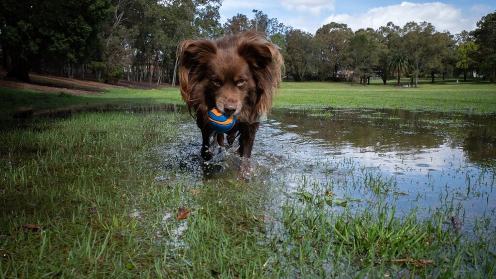A brown Miniature American Shepherd runs directly toward the camera through a shallow grassy puddle, carrying an orange and blue ball in his mouth.