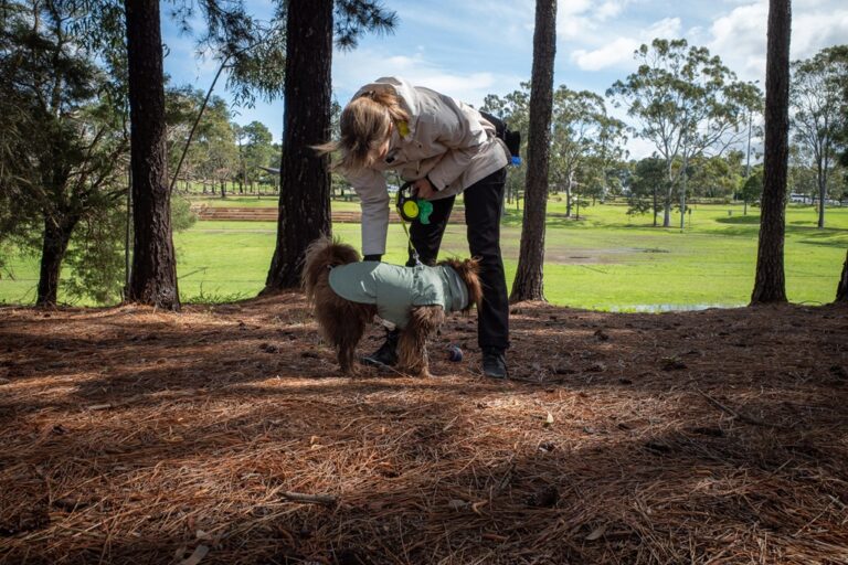 A person wearing a beige jacket and dark pants bends down to adjust a sage green raincoat on a brown Miniature American Shepherd dog in a pine forest