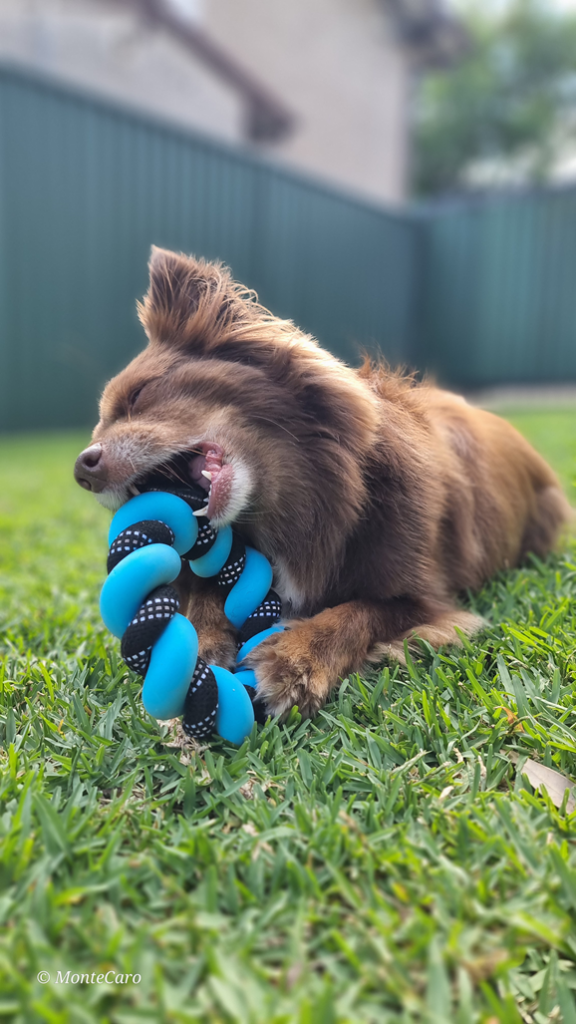Brown dog lying down on lush green grass chewing on a bright blue and black braided rope ring toy.