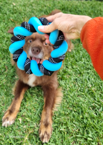 A hand holding up a vibrant, bright blue and black twisted rope ring toy in front of an excited brown dog lying on green grass.