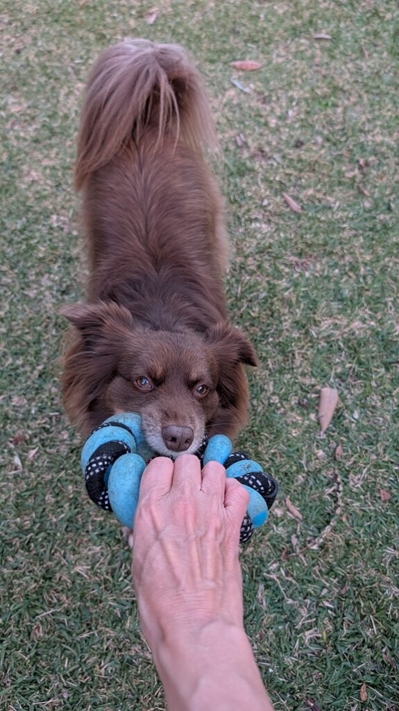 Brown herding breed dog looking up intently while holding a weathered blue rubber and black rope twist ring toy in its mouth.