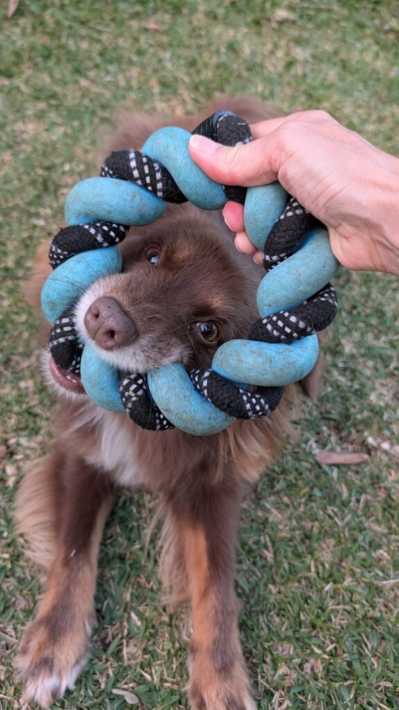 Close-up of a brown dog looking through a blue and black twisted rope ring toy held by a human hand on green grass.