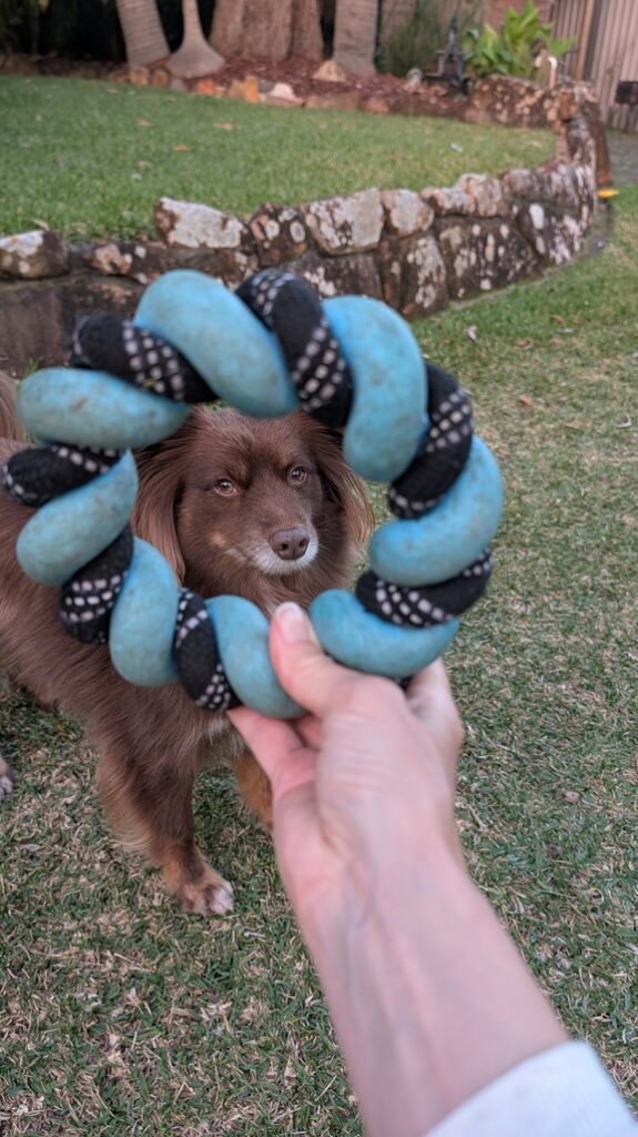 A brown dog perfectly framed inside the center hole of a blue rubber and black rope ring toy held up in the backyard.