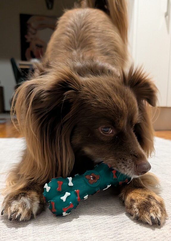 A fluffy brown Miniature American Shepherd dog lying on a light rug, holding a green rubber bone toy between his paws while chewing on it.