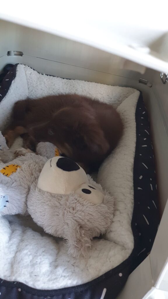 A small brown Miniature American Shepherd puppy curled up asleep in a fluffy white and black Kmart donut bed inside his travel crate next to a large plush dog toy.
