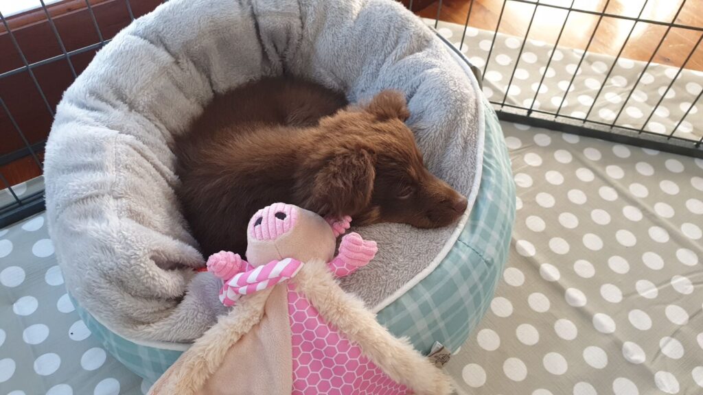 A small brown Miniature American Shepherd puppy resting inside a fluffy, light grey and mint green plaid Kmart donut bed within his playpen, next to a pink plush toy.