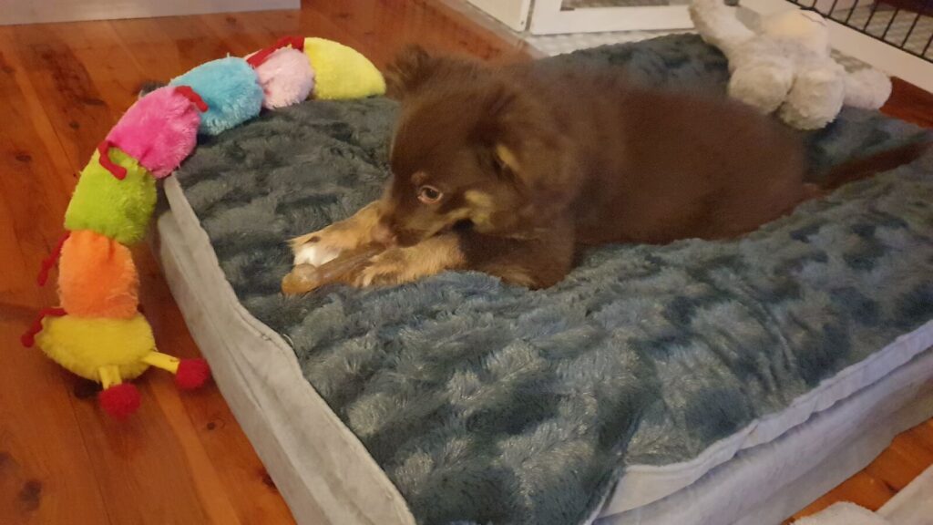 A young brown and tan Miniature American Shepherd puppy lying on a large, greyish-blue textured Pawz memory foam orthopaedic dog mattress, chewing on a treat next to a colourful plush caterpillar toy.