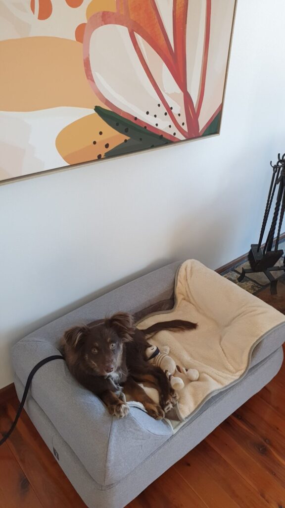 A young brown and tan Miniature American Shepherd lying comfortably on a raised grey Omlet Topology dog bed featuring a bolster topper, lined with a soft cream blanket next to a plush toy on timber flooring under a large colourful artwork.