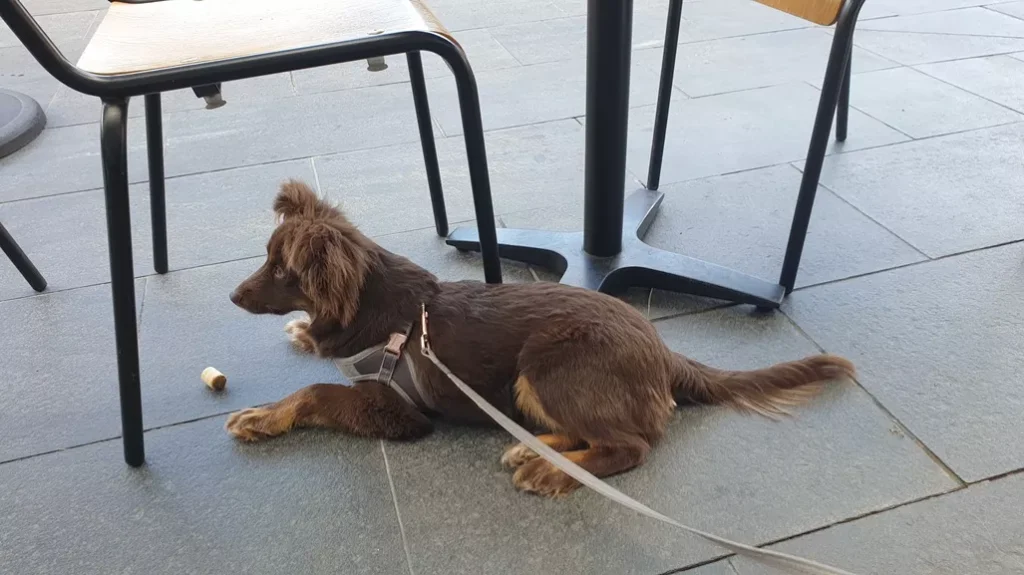 Full-body profile of Monte, a mahogany brown Miniature American Shepherd puppy, lying down under an outdoor café table in his light grey Rogz Urban Fast-Fit harness.