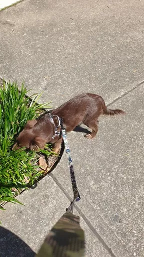 Top-down view of Monte sniffing green garden foliage beside a concrete footpath while wearing the Stylish Hound camo harness and lead.