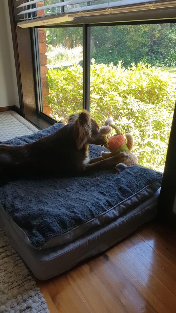 A brown and tan Miniature American Shepherd lying on a thick, rectangular grey Pawz memory foam dog mattress next to a large window, playfully holding a plush toy in his mouth while looking outside.