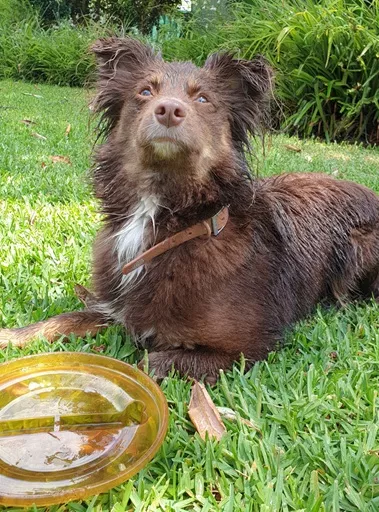 Monte the wet Miniature American Shepherd lying on green grass next to a yellow frisbee looking up attentively.