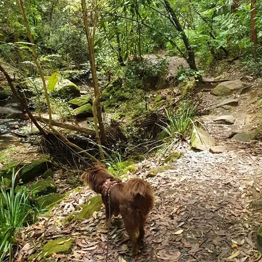 Monte the Miniature American Shepherd exploring a leafy bushwalk trail along a creek while wearing The Furry Nomad Chocolate Brown harness.