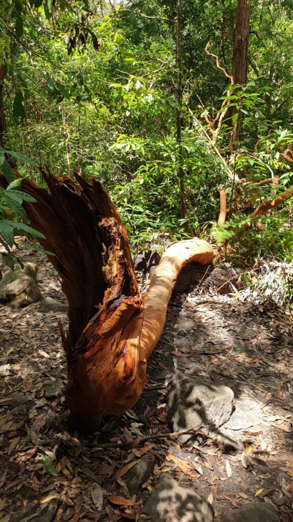 A fallen, splintered orange Angophora tree trunk lying across a dirt bush track covered in leaf litter in Bidjigal Reserve.