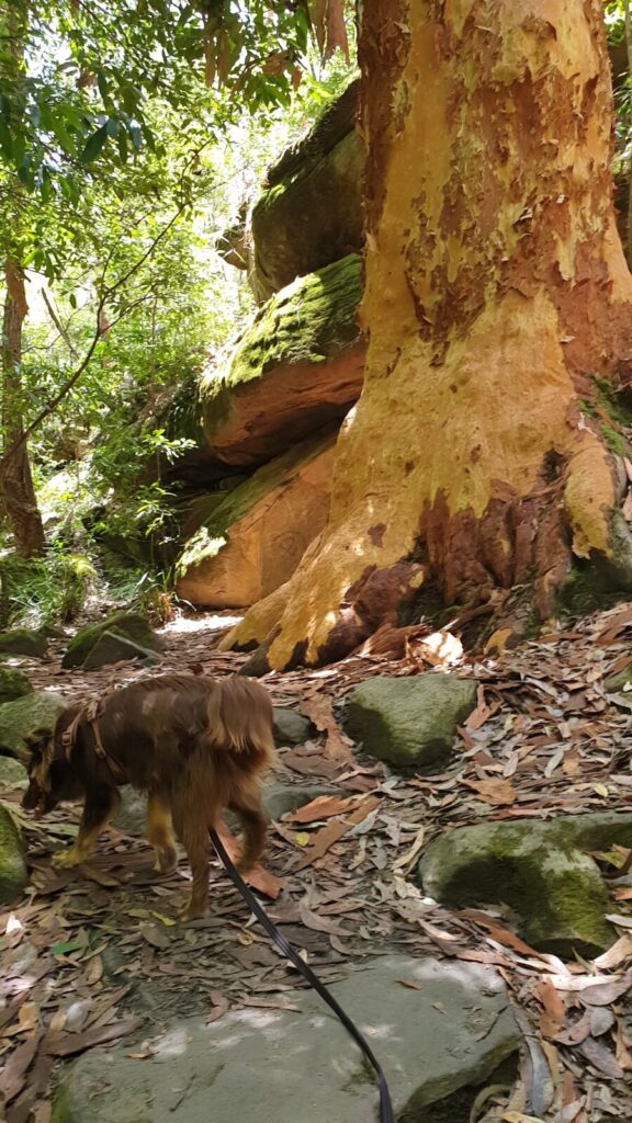 A long-haired reddish-brown Miniature American Shepherd dog on a lead sniffing near a massive, textured orange Angophora tree trunk on a sandstone bush track.