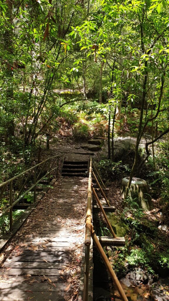 A narrow timber footbridge with handrails leading down into a deeply shaded green mini-rainforest gully on a dirt trail.