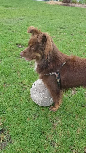 Monte the Miniature American Shepherd standing over a worn soccer ball on a green grass field while wearing the Stylish Hound camo harness.