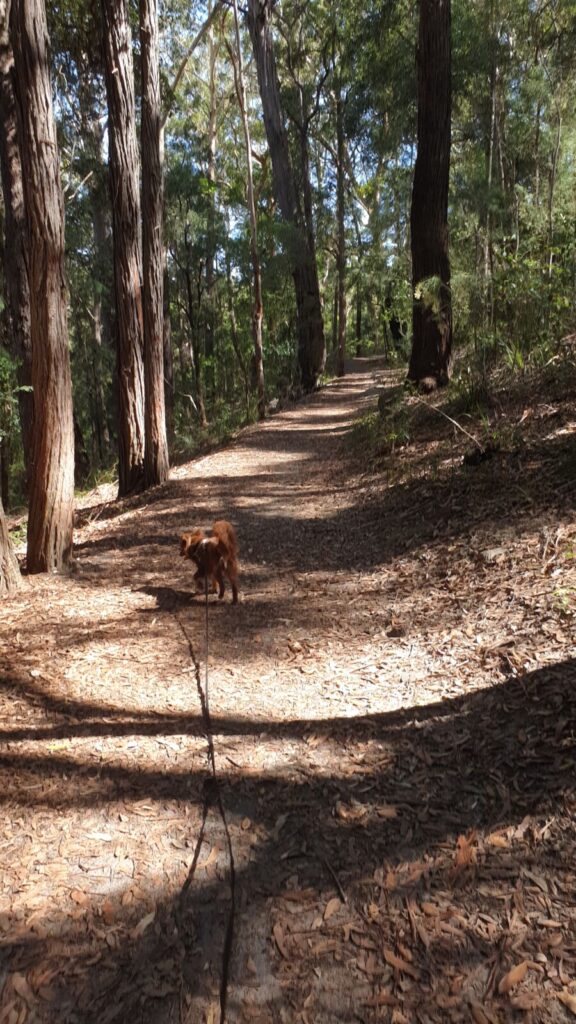 A long-haired reddish-brown Miniature American Shepherd dog on a lead walking down a flat, wide dirt path lined with tall forest trees.
