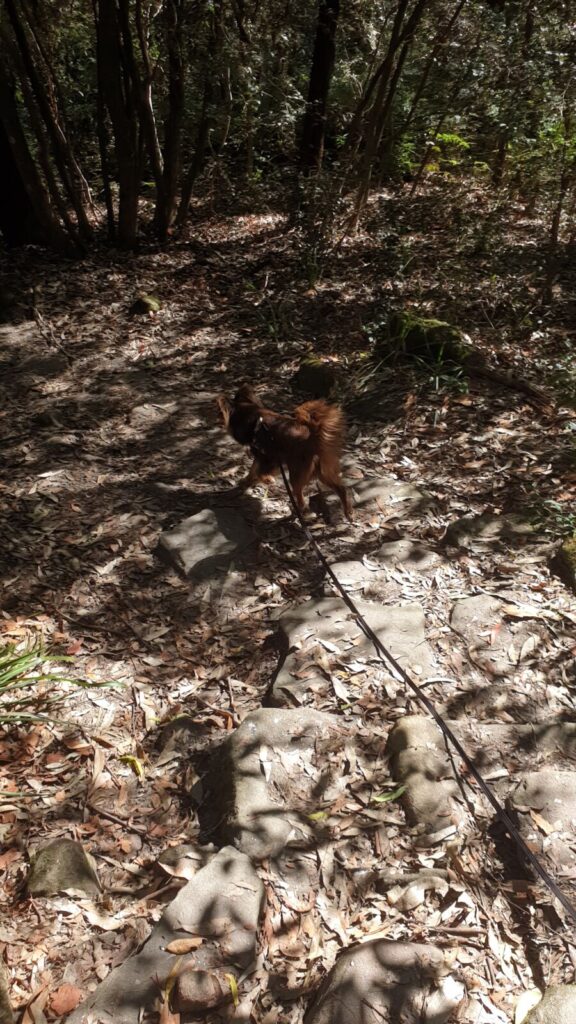 A long-haired reddish-brown Miniature American Shepherd dog on a long lead navigating uneven sandstone steps on a shaded forest trail.