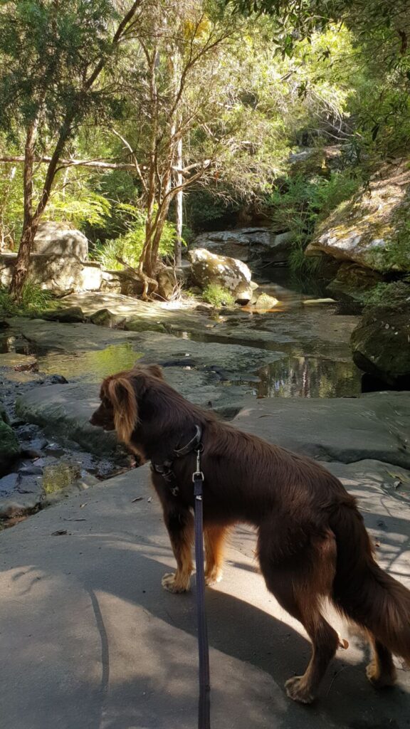 A long-haired reddish-brown Miniature American Shepherd dog on a lead standing on a large flat sandstone rock platform next to a shallow creek.