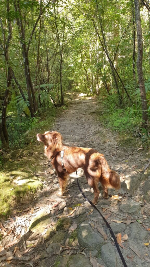 A long-haired reddish-brown Miniature American Shepherd dog standing on lead on a dirt path surrounded by lush green trees and ferns.