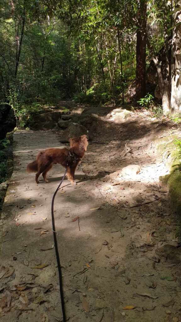 A long-haired reddish-brown Miniature American Shepherd dog on a lead standing on a natural earth path with distinct shadows from the forest canopy.