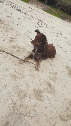Monte the Miniature American Shepherd lying on a sandy beach holding a stick while wearing the Stylish Hound camo harness.