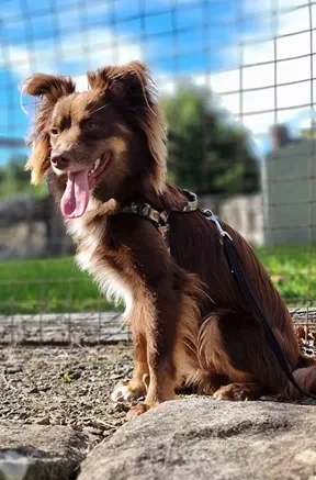 Monte the Miniature American Shepherd sitting alertly on stone outdoors wearing the Stylish Hound camo harness with his tongue out.