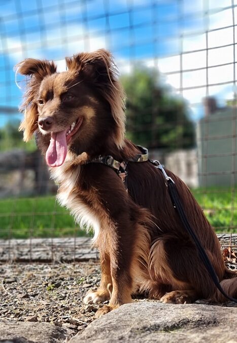Monte the Miniature American Shepherd sitting alertly on stone outdoors wearing the Stylish Hound camo harness with his tongue out.