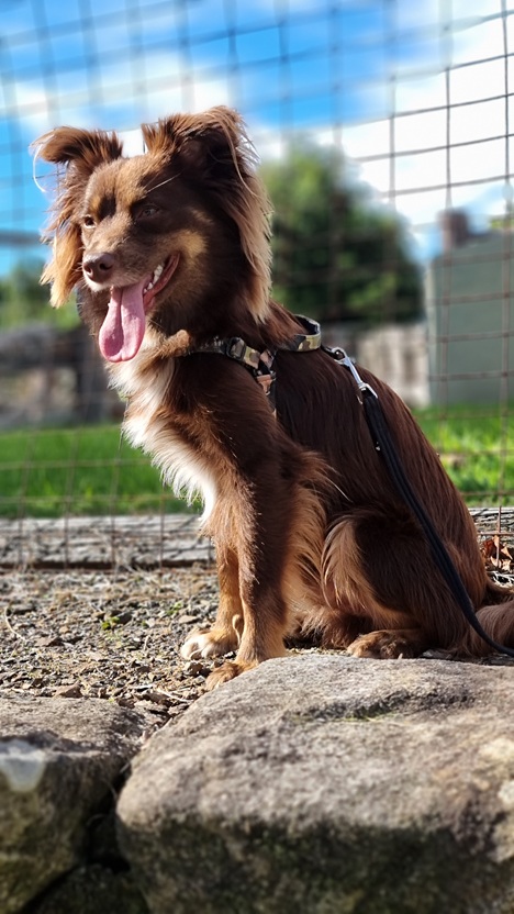 Monte the Miniature American Shepherd sitting alertly on stone outdoors wearing the Stylish Hound camo harness with his tongue out.