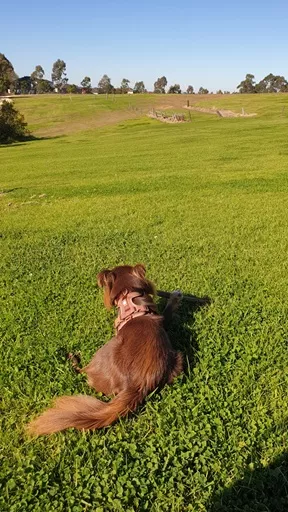 Monte the Miniature American Shepherd lying down in a green grassy park holding a stick while wearing The Furry Nomad Chocolate Brown harness.