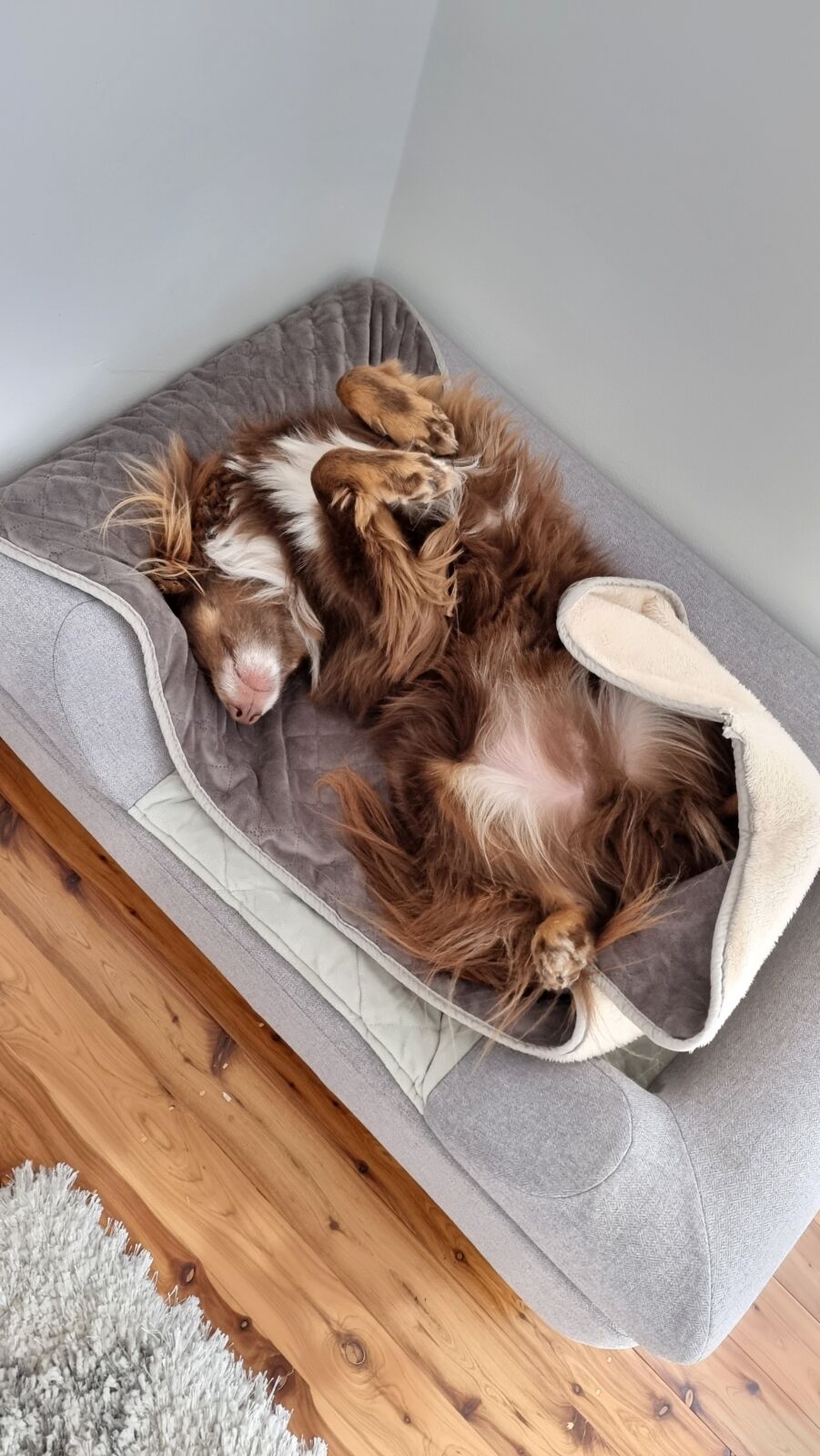 An overhead view of a fluffy brown and tan Miniature American Shepherd sleeping flat on his back with his belly exposed and front paws curled up, resting on a grey Omlet Topology dog bed.