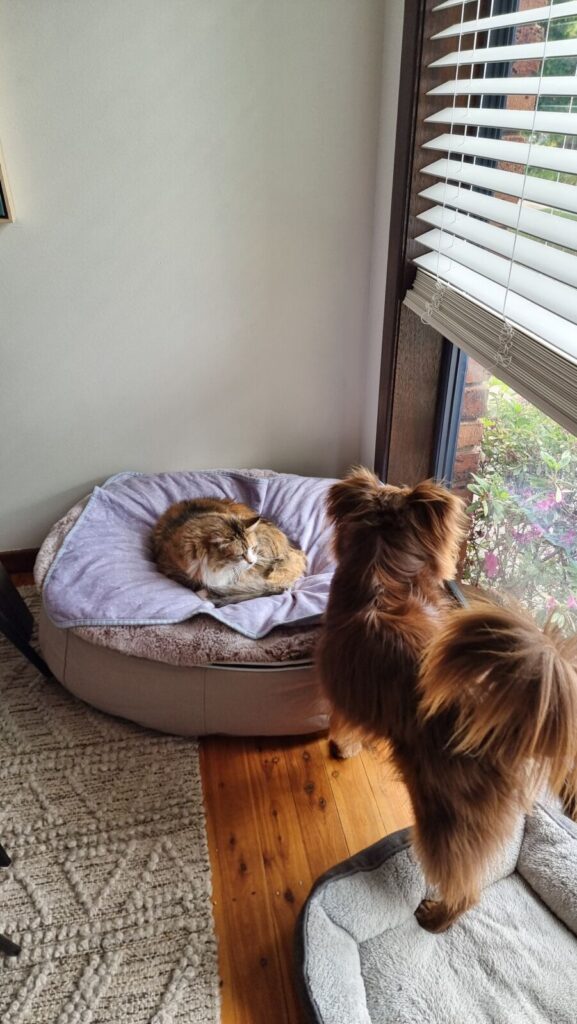 A high-angle view of a brown Miniature American Shepherd standing on timber floors, looking down at a fluffy long-haired calico cat curled up asleep on a purple blanket inside the Ambient Lounge dog bed next to a large window.