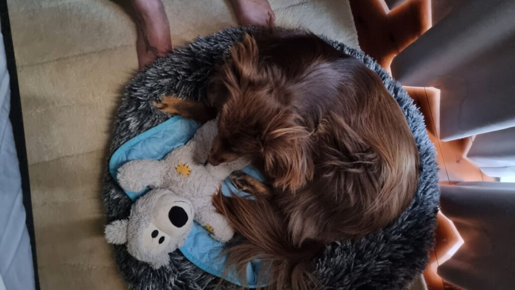 An overhead view of an adult brown and tan Miniature American Shepherd curled up asleep in a fluffy, dark grey shaggy Pawz calming donut dog bed, resting next to a light blue mat and his favourite plush companion toy.
