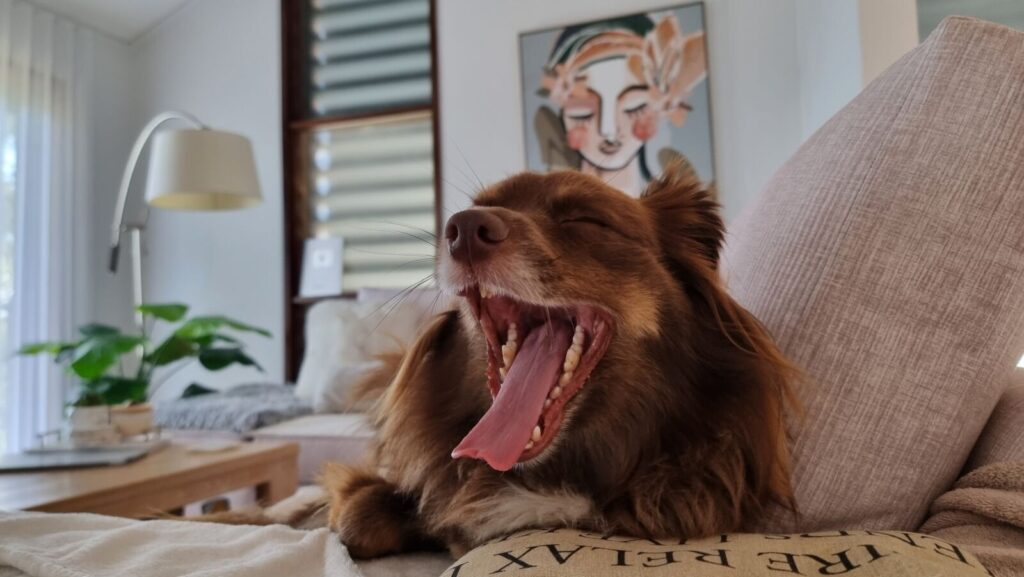 A close-up, eye-level shot of Monte, a long-haired brown and tan Miniature American Shepherd, mid-yawn with his mouth wide open and eyes squeezed shut while relaxing on a couch surrounded by soft pillows in a beautifully decorated modern living room.