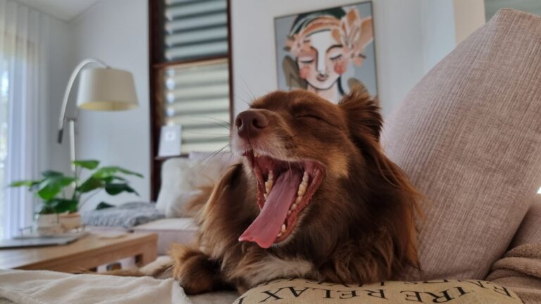A close-up, eye-level shot of Monte, a long-haired brown and tan Miniature American Shepherd, mid-yawn with his mouth wide open and eyes squeezed shut while relaxing on a couch surrounded by soft pillows in a beautifully decorated modern living room.